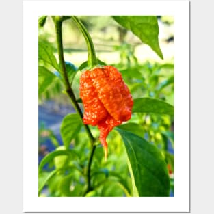 Carolina Reaper Posters and Art